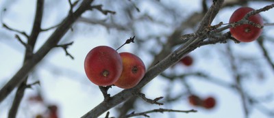 mele rosse su ramo spoglio