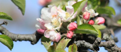 apple flowers and buds