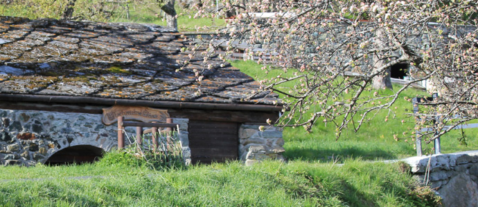traditional hut with blossoming apple tree