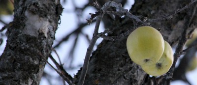 apples in winter