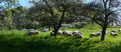 apple trees surrounded by sheeps