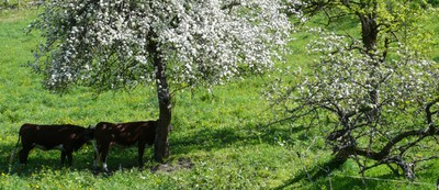 blossom and cows