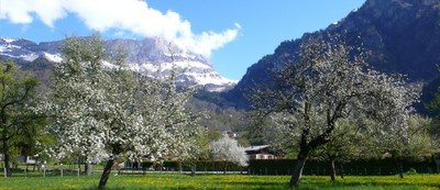 Valle d'Aosta Mountains among apple trees