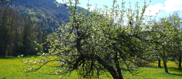 valley with apple tree
