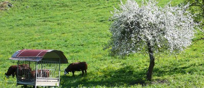 white apple tree with cows